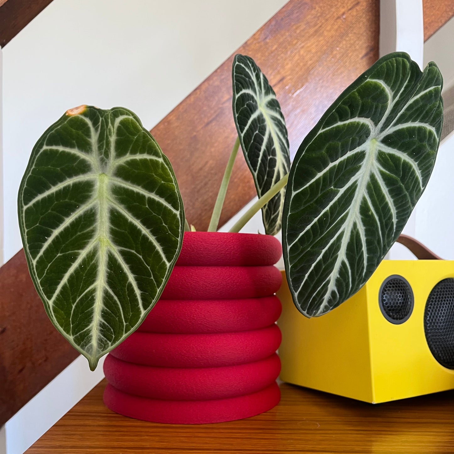 FLUTED PLANT POT - 3D PRINTED PLANT POT - ECO FRINDLY PLANT POT - PLANT GIFT